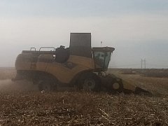 «Царица полей» дает хорошие результаты