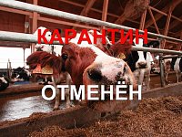 В Усовке отменили карантин по бешенству