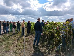 День поля в Воскресенском районе: с « NEWSEED» можно добиться  высоких  урожаев