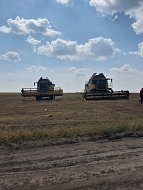 Эта культура пользуется спросом