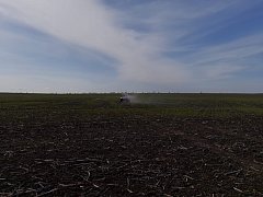 В поле появились «первые ласточки»