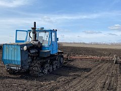 В поле появились «первые ласточки»