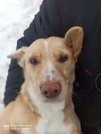 Отлов безнадзорных животных