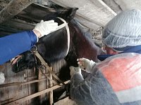 Специалисты областных государственных учреждений ветеринарии проводят плановые мероприятия по профилактике инфекций