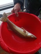 Стали известны итоги областного рыболовного турнира проводившегося в селе Елшанка