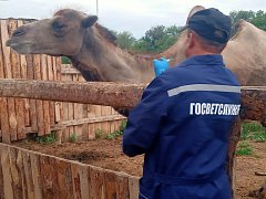 Их объединяет любовь к животным,  ответственность и профессионализм