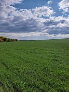 Первыми в районе завершили уборку подсолнечника