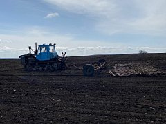 В поле появились «первые ласточки» 