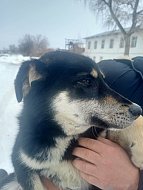 Отлов безнадзорных животных