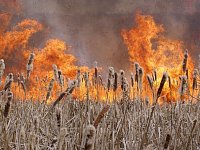 Причиной запаха гари в Саратовской области оказался пожар в Казахстане