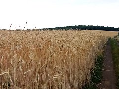 В  преддверии уборочных работ
