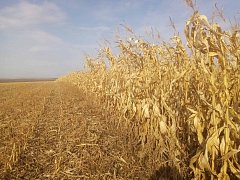 «Царица полей» дает хорошие результаты