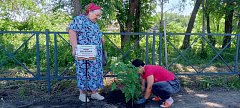 Высажены деревья  в память земляков,  погибших в зоне СВО