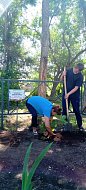 Высажены деревья  в память земляков,  погибших в зоне СВО