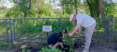 Высажены деревья  в память земляков,  погибших в зоне СВО